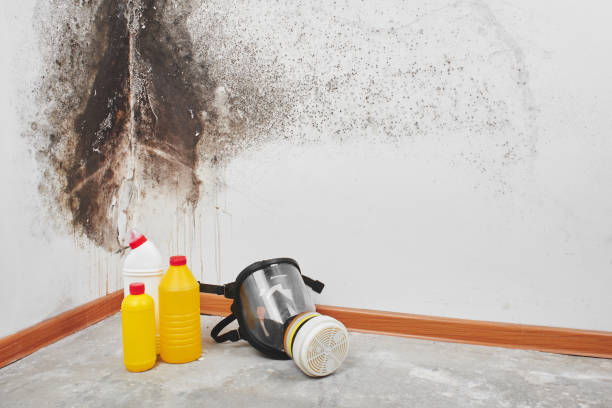 Reliable Richmond, TX Mold Removal Solutions