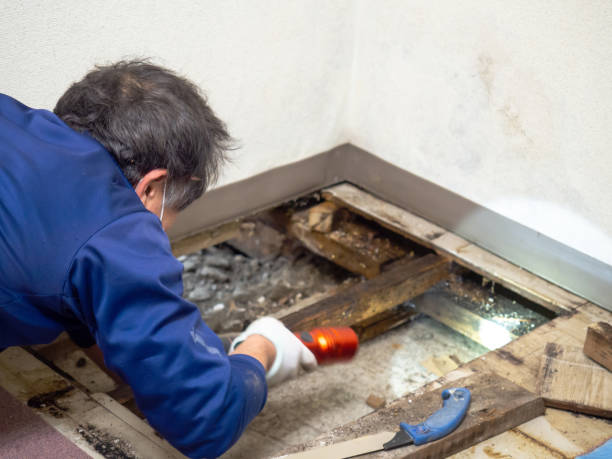 Best Affordable Mold Removal  in Richmond, TX
