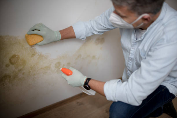 Best Fast Mold Removal  in Richmond, TX