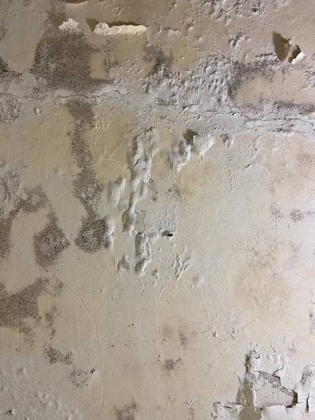 Best Crawl Space Mold Removal  in Richmond, TX