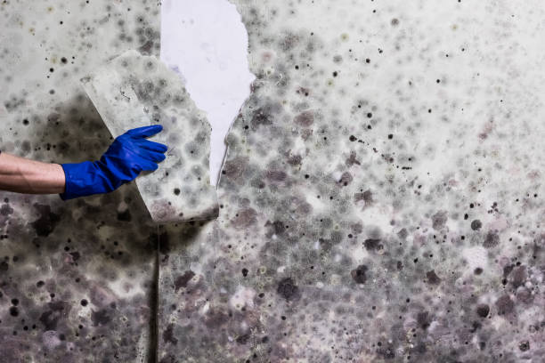 Best Toxic Mold Removal  in Richmond, TX